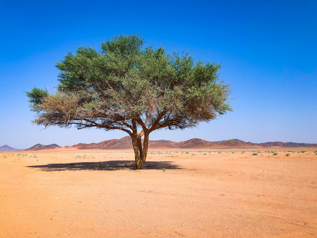 صورة تعبيرية: Saudi desert land restoration
