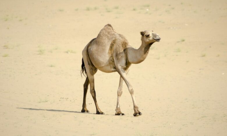 صورة تعبيرية: UAE camel racing illustrative