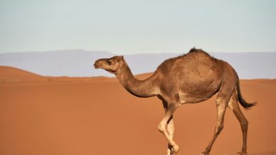 إبل في الصحراء - صورة تعبيرية