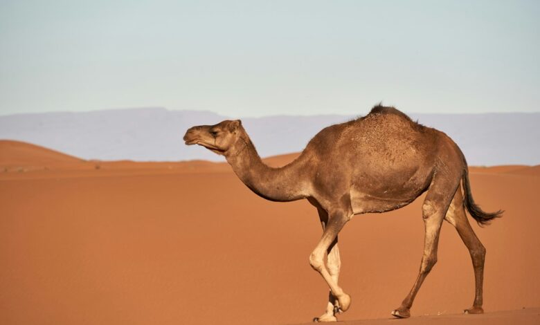 إبل في الصحراء - صورة تعبيرية