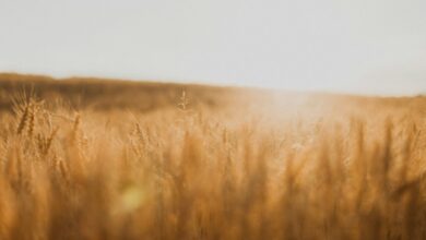 صورة تعبيرية لحقل زراعي - سارة ميسون