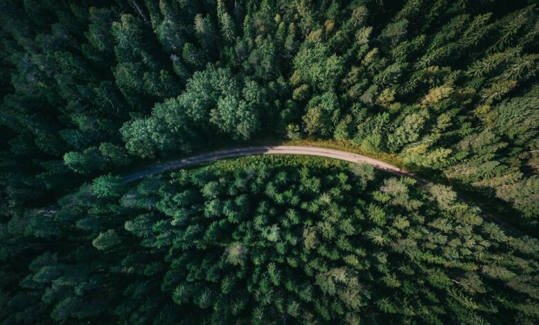 صورة تعبيرية لغابات خضراء - جيرانيمو