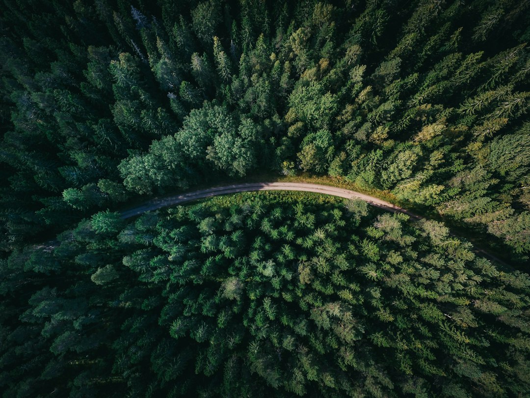 صورة تعبيرية لغابات خضراء - جيرانيمو