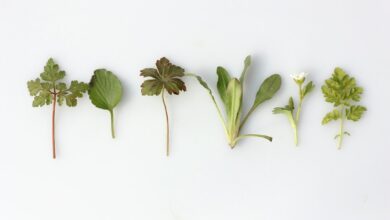 نباتات ورقية صورة تعبيرية للموارد النباتية الطبية، تصوير Angèle Kamp عبر Unsplash