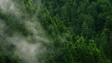 غابة وتنوع حيوي – صورة تعبيرية – Andrew Coelho / Unsplash