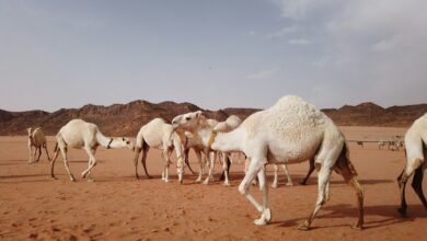 جمال في الصحراء - صورة تعبيرية لا تصور مهرجان الظفرة - Llana / Unsplash