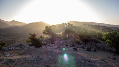 أشجار الأركان في المغرب، صورة تعبيرية من Unsplash