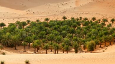 صورة تعبيرية لواحة نخيل في الصحراء، تصوير Liwa Desert Safari Abu Dhabi عبر Unsplash