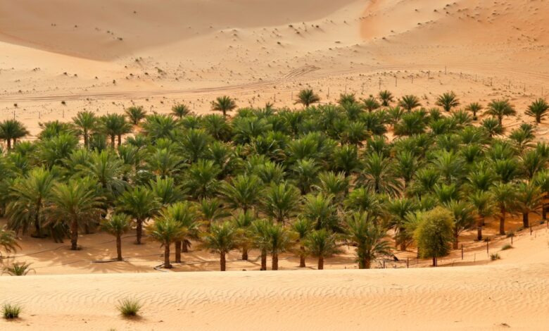 صورة تعبيرية لواحة نخيل في الصحراء، تصوير Liwa Desert Safari Abu Dhabi عبر Unsplash